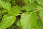 Mulberry Leaf Extract 